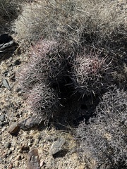 Homalocephala polycephala