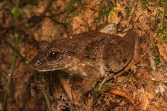 Limnonectes blythii