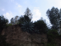 Agave cordillerensis
