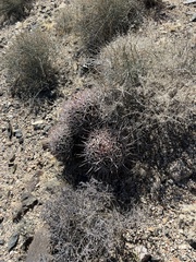 Homalocephala polycephala