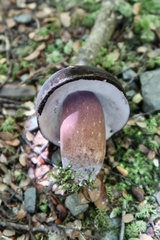 Tylopilus formosus