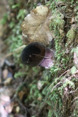 Tylopilus formosus