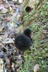 Tylopilus formosus