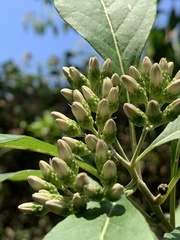 Gymnanthemum amygdalinum