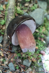 Tylopilus formosus