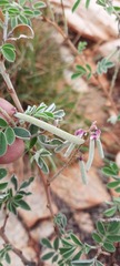 Indigofera georgei