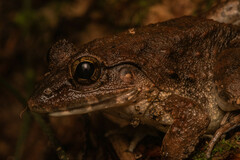 Limnonectes blythii