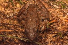 Limnonectes blythii