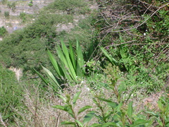 Furcraea