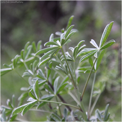 Lupinus albifrons