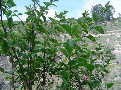 Capsicum rhomboideum