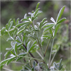Lupinus albifrons