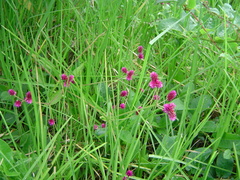 Alternanthera porrigens