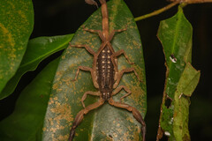 Lychas scutilus