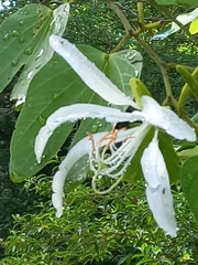 Bauhinia forficata