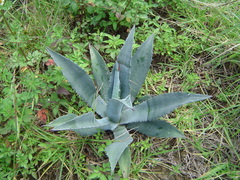 Agave cordillerensis