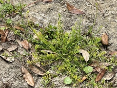 Nuttallanthus canadensis