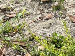 Nuttallanthus canadensis