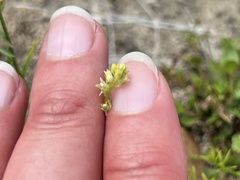 Nuttallanthus canadensis