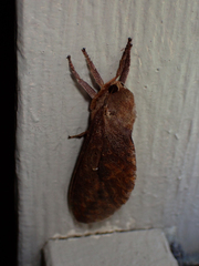 Elhamma australasiae