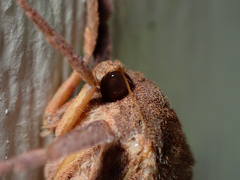 Elhamma australasiae