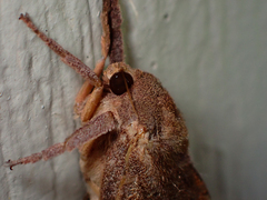 Elhamma australasiae