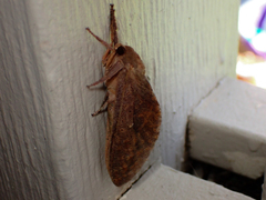 Elhamma australasiae