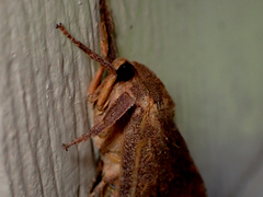 Elhamma australasiae