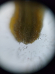 Jaltomata procumbens