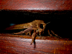 Elhamma australasiae