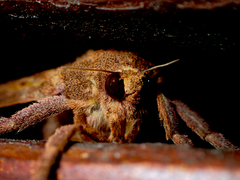 Elhamma australasiae