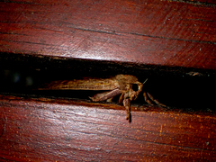 Elhamma australasiae