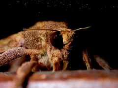 Elhamma australasiae