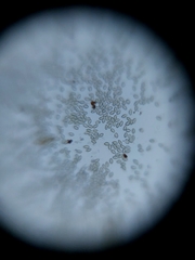 Jaltomata procumbens