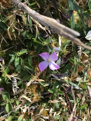 Sarcopyramis napalensis delicata