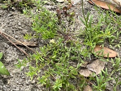 Nuttallanthus canadensis