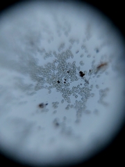 Jaltomata procumbens