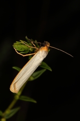 Eilema palliatella
