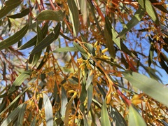 Eucalyptus socialis