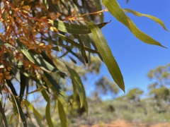 Eucalyptus socialis