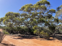 Eucalyptus socialis