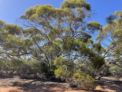 Eucalyptus socialis