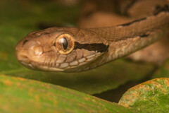 Boiga cynodon