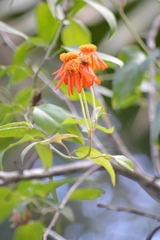 Pseudogynoxys chenopodioides