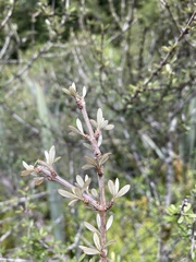 Olearia virgata