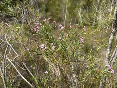 Boronia denticulata