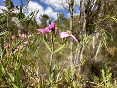 Boronia denticulata