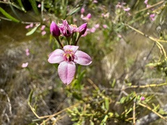 Boronia denticulata