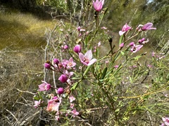 Boronia denticulata