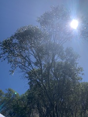 Eucalyptus pauciflora niphophila
